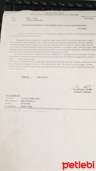 Scottish Fold, Kedi kudret fotoğrafı