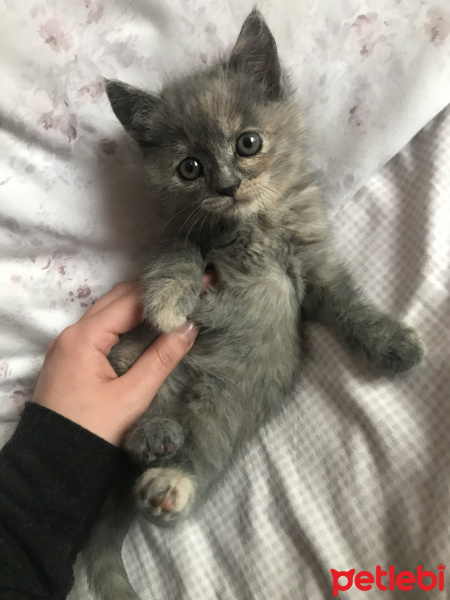 British Shorthair, Kedi kumpir fotoğrafı