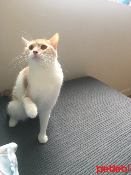 Sarman, Kedi Spark fotoğrafı