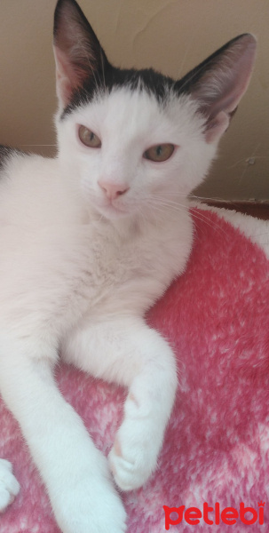 British Shorthair, Kedi Lili fotoğrafı