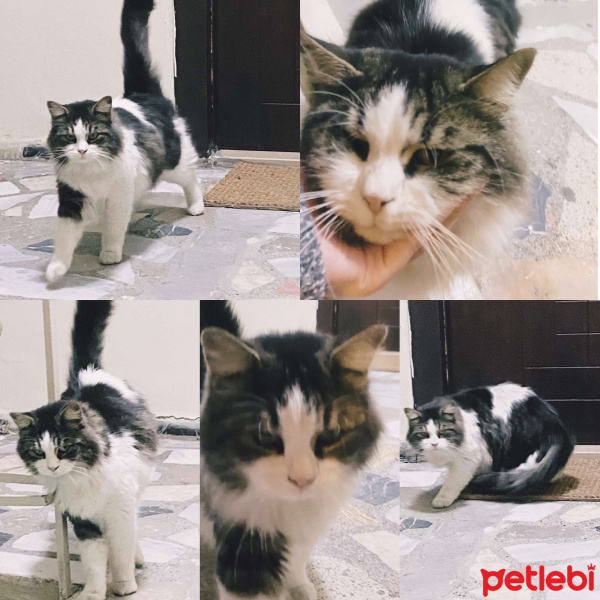 Tekir Kedi, Kedi Hector fotoğrafı