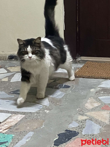 Tekir Kedi, Kedi Hector fotoğrafı