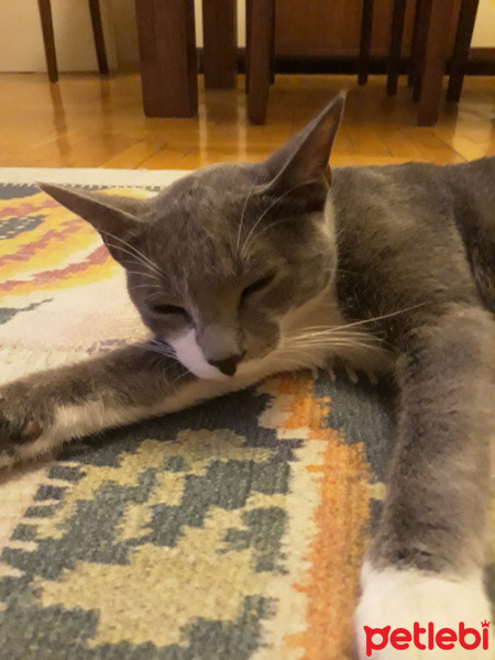 Tekir Kedi, Kedi leo fotoğrafı