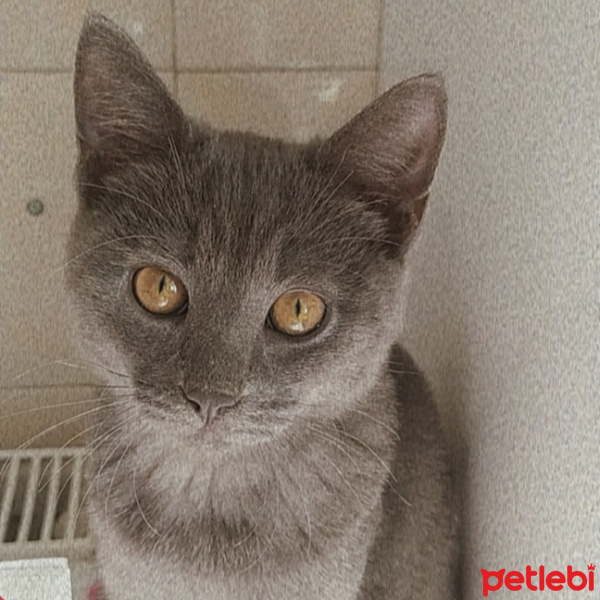 British Shorthair, Kedi Pixie fotoğrafı