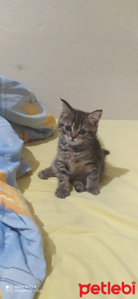 British Shorthair, Kedi Lily fotoğrafı