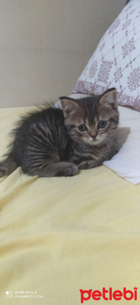 British Shorthair, Kedi Lily fotoğrafı