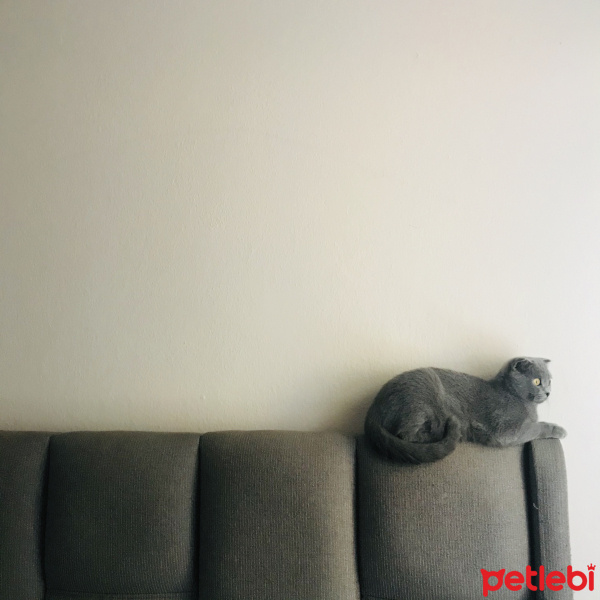 Scottish Fold, Kedi müjgan fotoğrafı