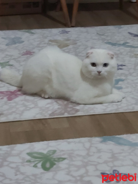 Scottish Fold, Kedi Shira fotoğrafı