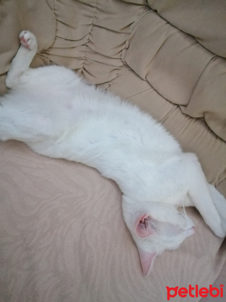 Tekir Kedi, Kedi Milka fotoğrafı