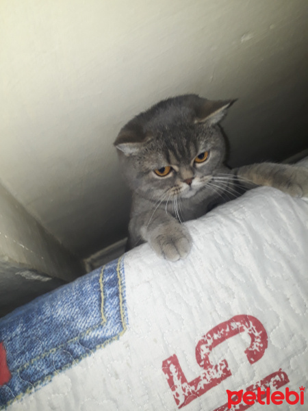 British Shorthair, Kedi Tes fotoğrafı