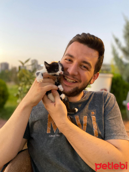 Tekir Kedi, Kedi Pufi fotoğrafı