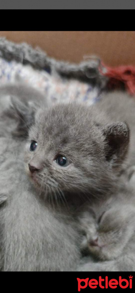 British Shorthair, Kedi Ares fotoğrafı