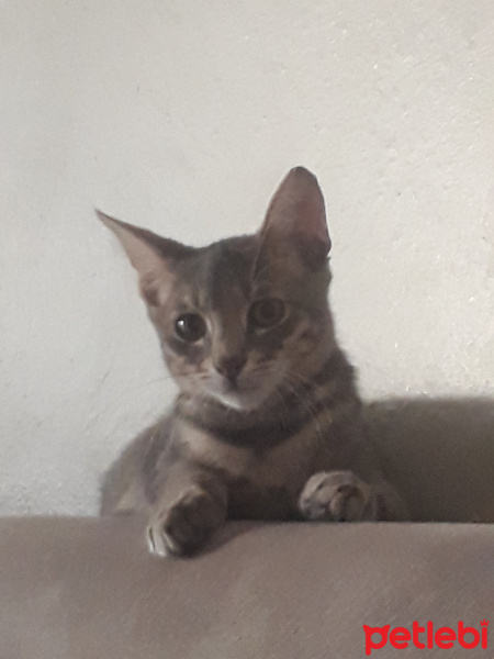 Mavi Rus, Kedi cabbar fotoğrafı