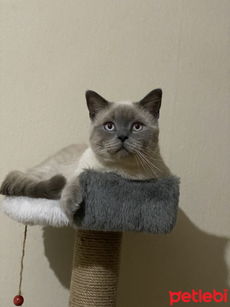 British Shorthair, Kedi Blue fotoğrafı