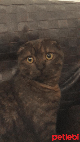 Scottish Fold, Kedi Lucky fotoğrafı