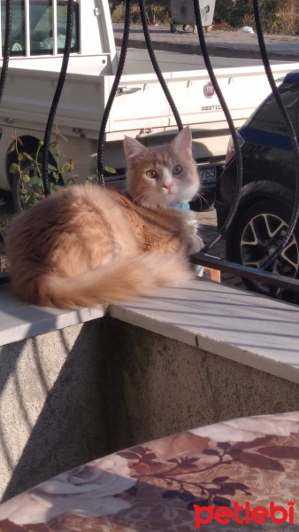 Sarman, Kedi Lokum fotoğrafı