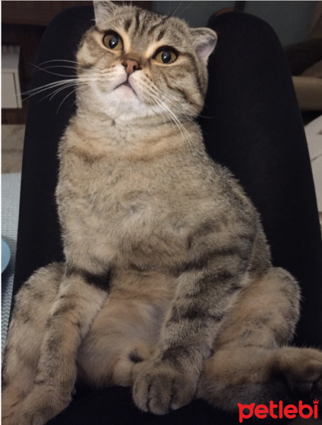Scottish Fold, Kedi Münir fotoğrafı