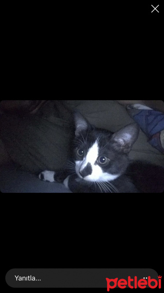 Tekir Kedi, Kedi Pipet fotoğrafı