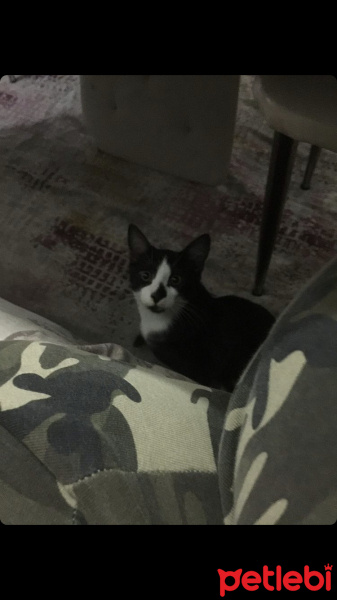 Tekir Kedi, Kedi Pipet fotoğrafı