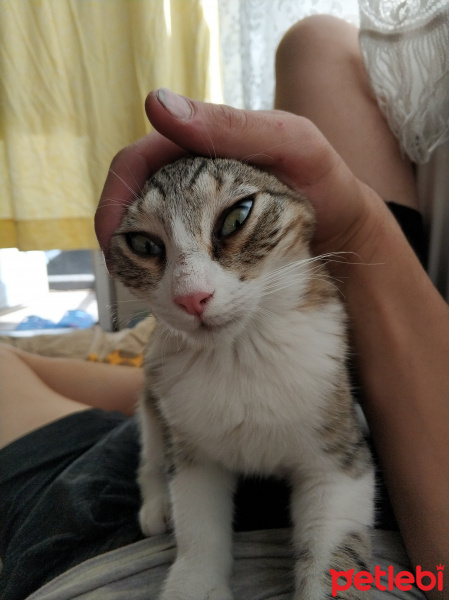 Tekir Kedi, Kedi poyraz fotoğrafı