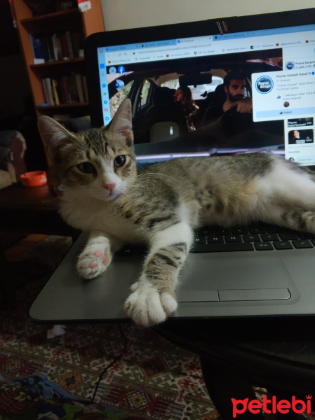 Tekir Kedi, Kedi poyraz fotoğrafı