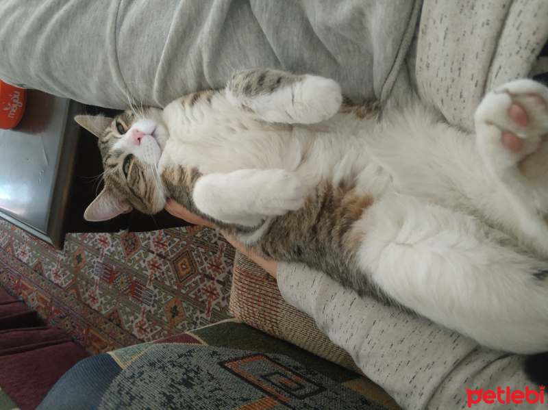 Tekir Kedi, Kedi poyraz fotoğrafı