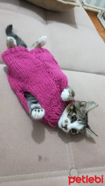 Tekir Kedi, Kedi Chen fotoğrafı