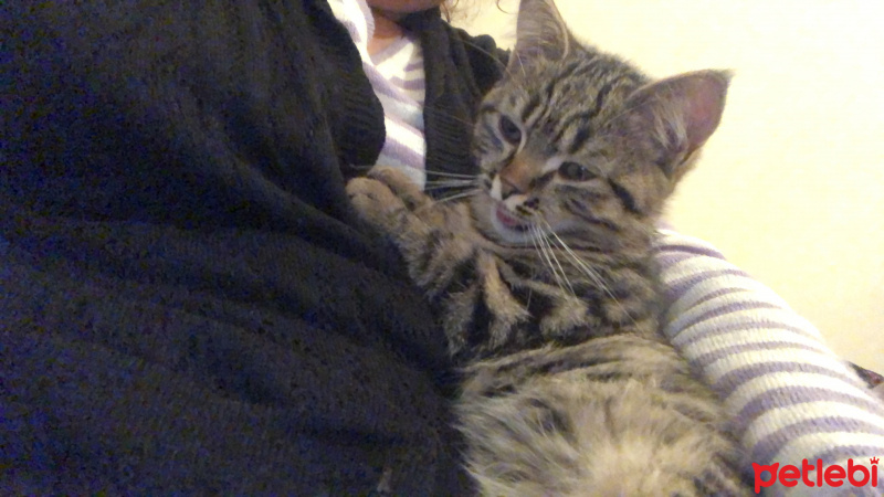 Ankara Kedisi, Kedi Can yavrumuz fotoğrafı