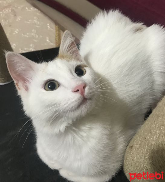 Tekir Kedi, Kedi Badem fotoğrafı