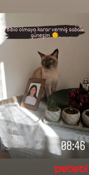 Siyam Kedisi, Kedi Lokum fotoğrafı