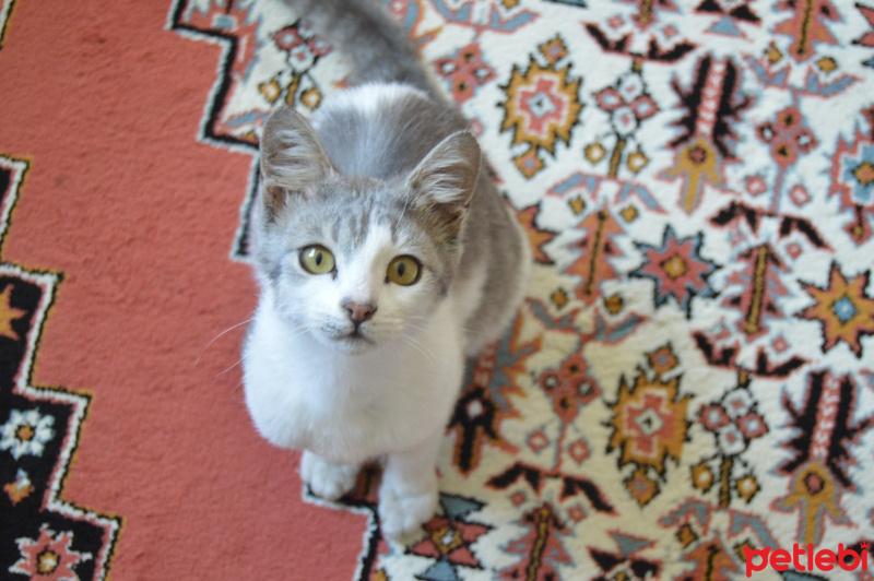 Tekir Kedi, Kedi Linda fotoğrafı