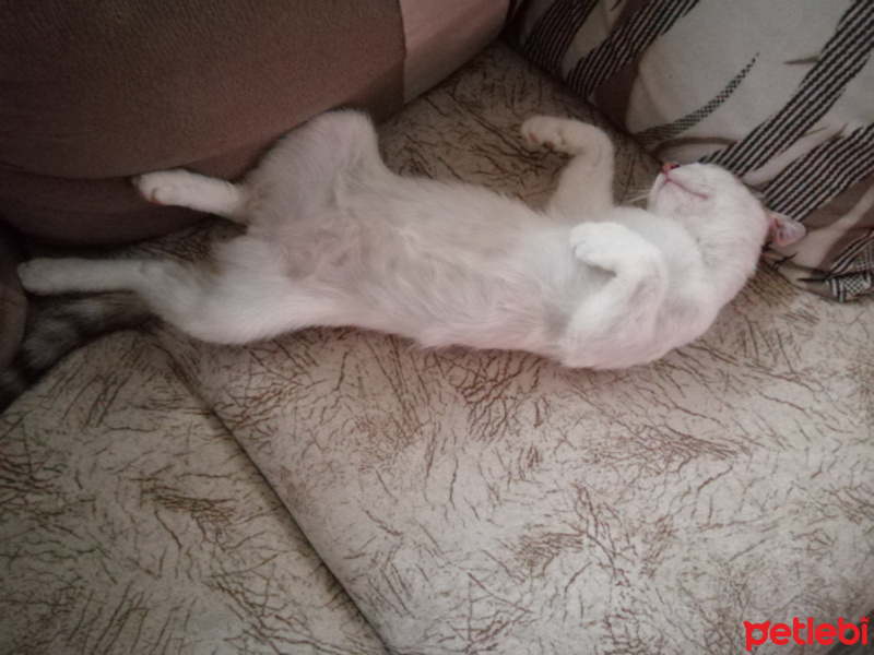 Van Kedisi, Kedi Daisy fotoğrafı