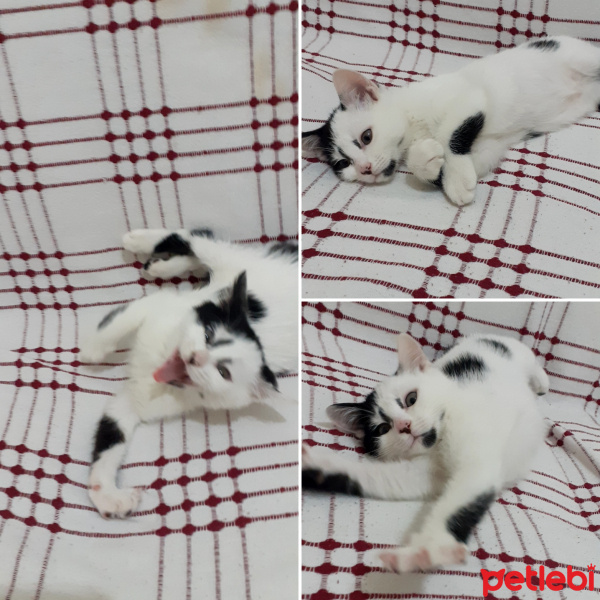 Soke, Kedi Sirin fotoğrafı