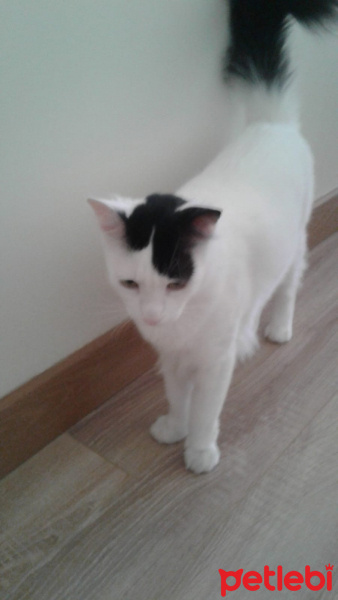 Tekir Kedi, Kedi Gazoz fotoğrafı