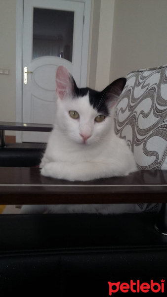 Tekir Kedi, Kedi Gazoz fotoğrafı