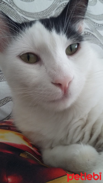 Tekir Kedi, Kedi Gazoz fotoğrafı