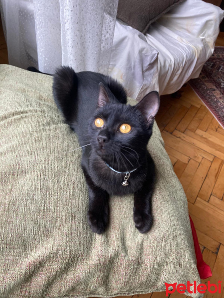 Tekir Kedi, Kedi Gines fotoğrafı