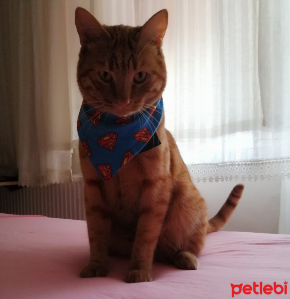 Sarman, Kedi Şero fotoğrafı