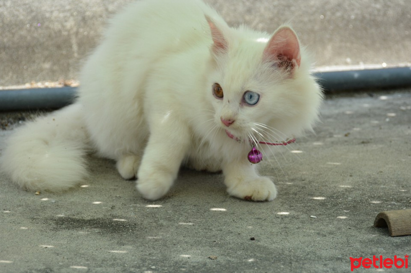 Ankara Kedisi, Kedi  Yumak fotoğrafı