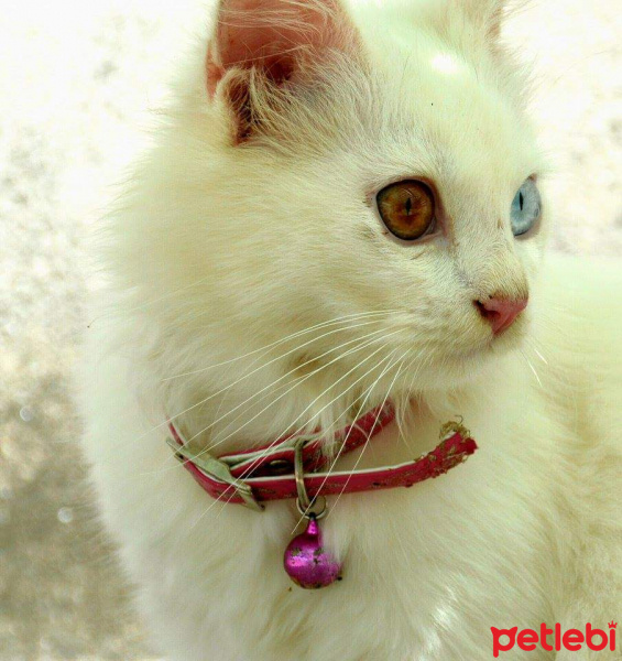 Ankara Kedisi, Kedi  Yumak fotoğrafı