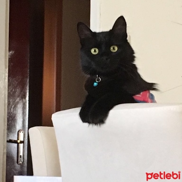 İran Kedisi (Persian), Kedi Misha fotoğrafı