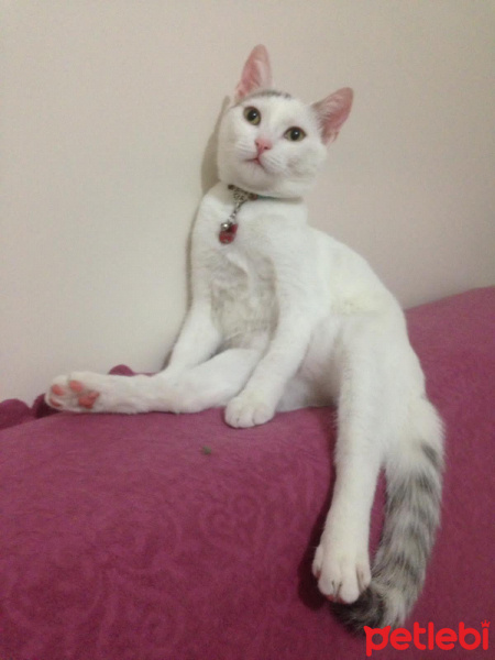 Tekir Kedi, Kedi Mikmik fotoğrafı