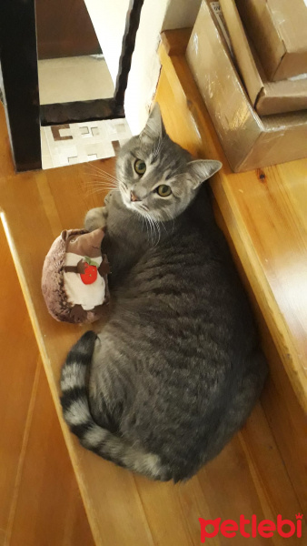 Tekir Kedi, Kedi Lokum fotoğrafı