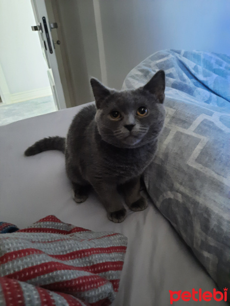British Shorthair, Kedi Kivi fotoğrafı