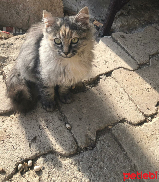 Maine Coon, Kedi Hırçın fotoğrafı