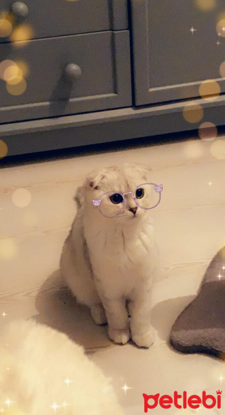 Scottish Fold, Kedi maya fotoğrafı