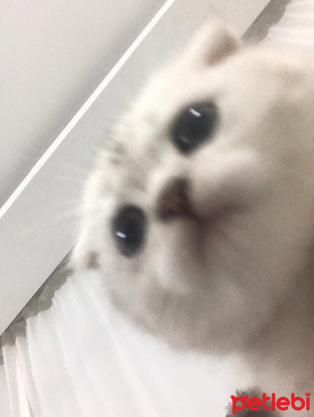 Scottish Fold, Kedi maya fotoğrafı