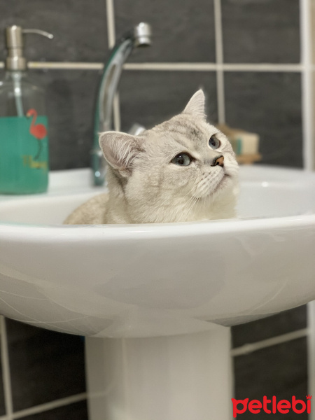 British Shorthair, Kedi Benjy fotoğrafı