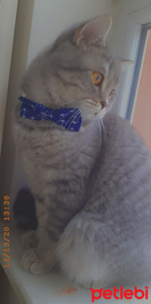 British Shorthair, Kedi LEO fotoğrafı