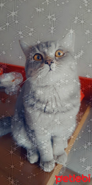 British Shorthair, Kedi LEO fotoğrafı